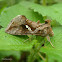 Semi-looper Moth