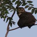 Great Horned Owl