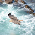 Red Tail Hawk