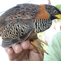 Spotted Buttonquail