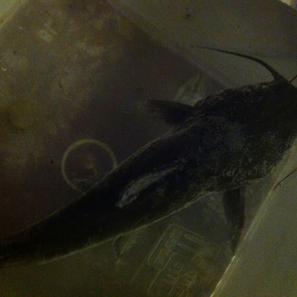 North American Catfish Project Noah