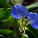 Common Day Flower