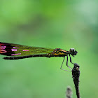 Stream Ruby Damselfly - Male