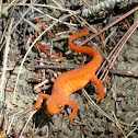 red-spotted newt