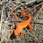 red-spotted newt
