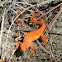 red-spotted newt