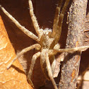 Nursery Web Spider(immature)