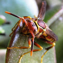 California Paper Wasp