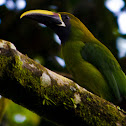 Emerald Toucanet