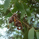 Earpod wattle
