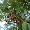 Earpod wattle