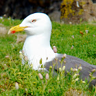 Greater Black-backed Gull