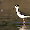 Black-necked Stilt