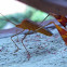 Leaf-footed bug 