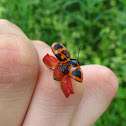 Swamp Milkweed Leaf Beetle