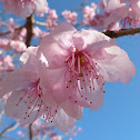 Cherry blossoms