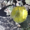 Flor de Palma