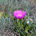 Ice Plant