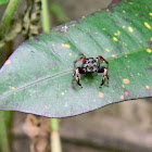 jumping spider