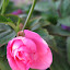 Impatiens - Double Pink 