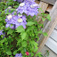 Clematis - ? 