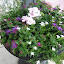 ceae's Front Container garden