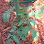 Tomato, Cherry - Sugary