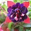Fuschia