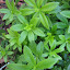 Sweet Woodruff