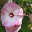 Hibiscus - Rose Mallow
