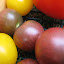 Tomato, Cherry - Black Cherry