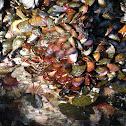Mussel