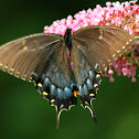 Spicebush Swallowtail