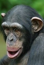 [Chimp[10].jpg]