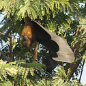 Indian Flying Fox