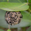 Wasp nest
