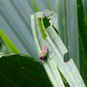 Grasshopper
