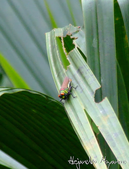 Spotting Image 1