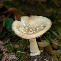 Panther Amanita
