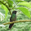 Magnificent hummingbird
