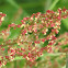 Sheep Sorrel