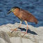 Rufous Night Heron