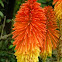 Red Hot Poker