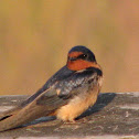 Barn Swallow