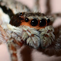Jumping Spider