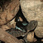 Common Tree Snake