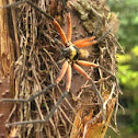 Huntsman spider
