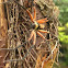 Huntsman spider