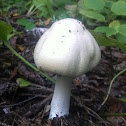 Wood Mushroom
