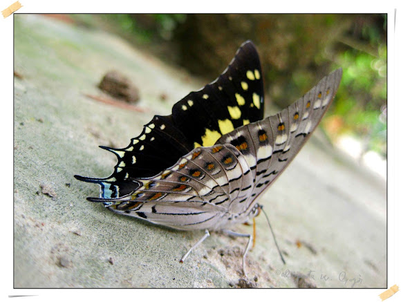 Spotting Image 1